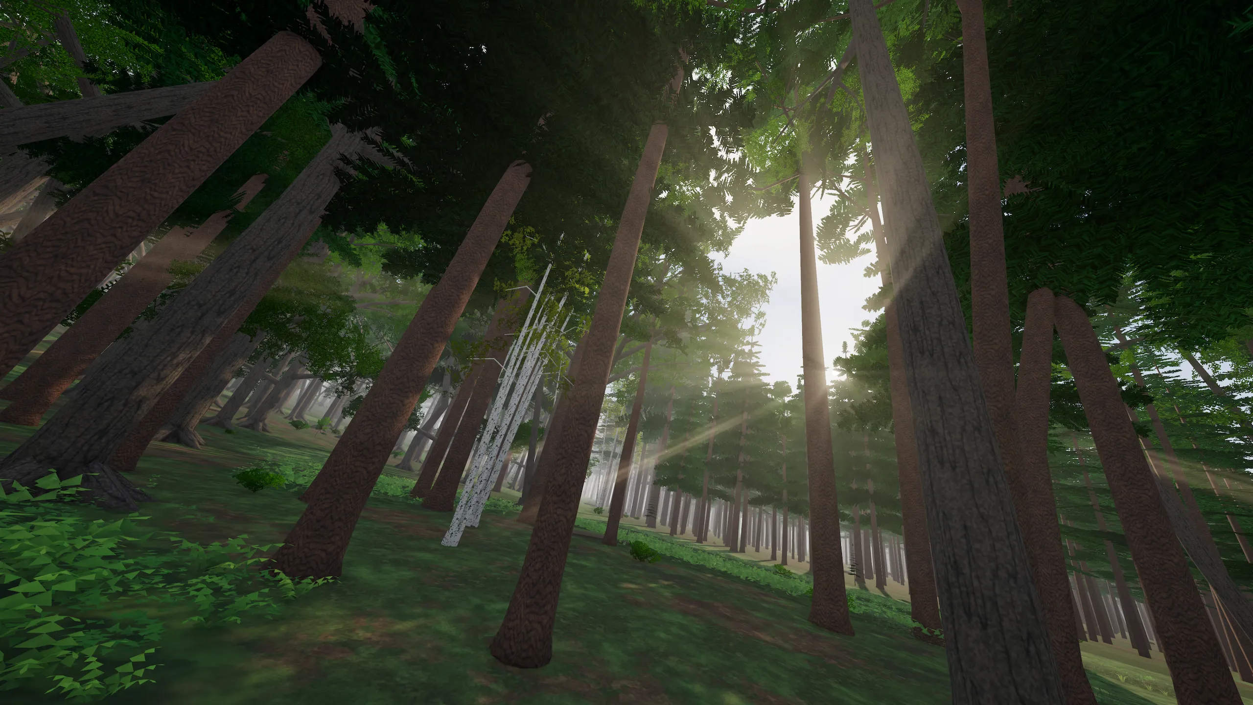The same line between the pines in summer